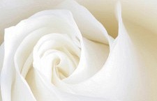 Female Vocal Artist and Jazz Singer in New York City| Close up of a white rose